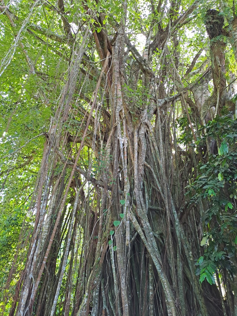 Excusion safari Tahaa