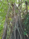 Excusion safari Tahaa