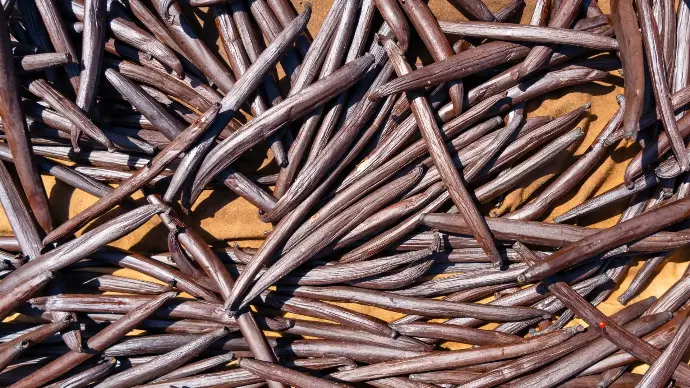 Visite ferme perlière et vanilleraie Tahaa