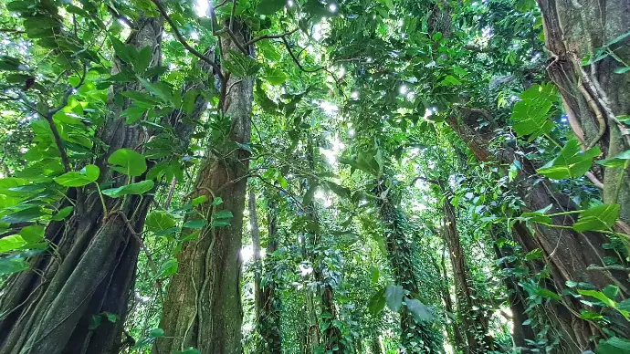 Remontée rivière Faaroa bateau Raiatea Explorer